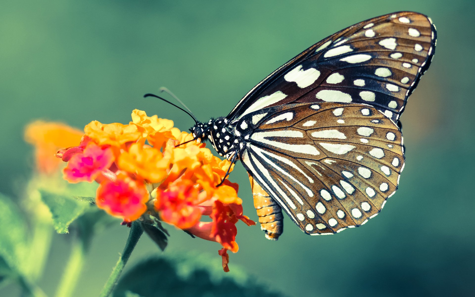 普里吉奥尼将担任西部全明星助理教练,首次亮相NBA全明星赛,普里吉奥尼的妻子照片