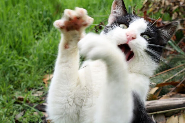 Kaiyun官方登录入口-法甲：蒙彼利埃3-2逆转朗斯，近期状态火热，蒙彼利埃vs洛里昂预测