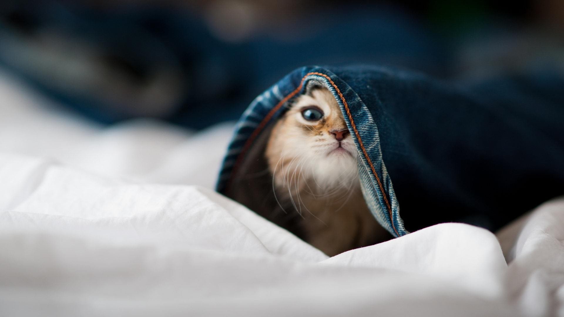 篮球训练视频教学平台内容持续丰富,篮球训练视频教学平台内容持续丰富怎么办