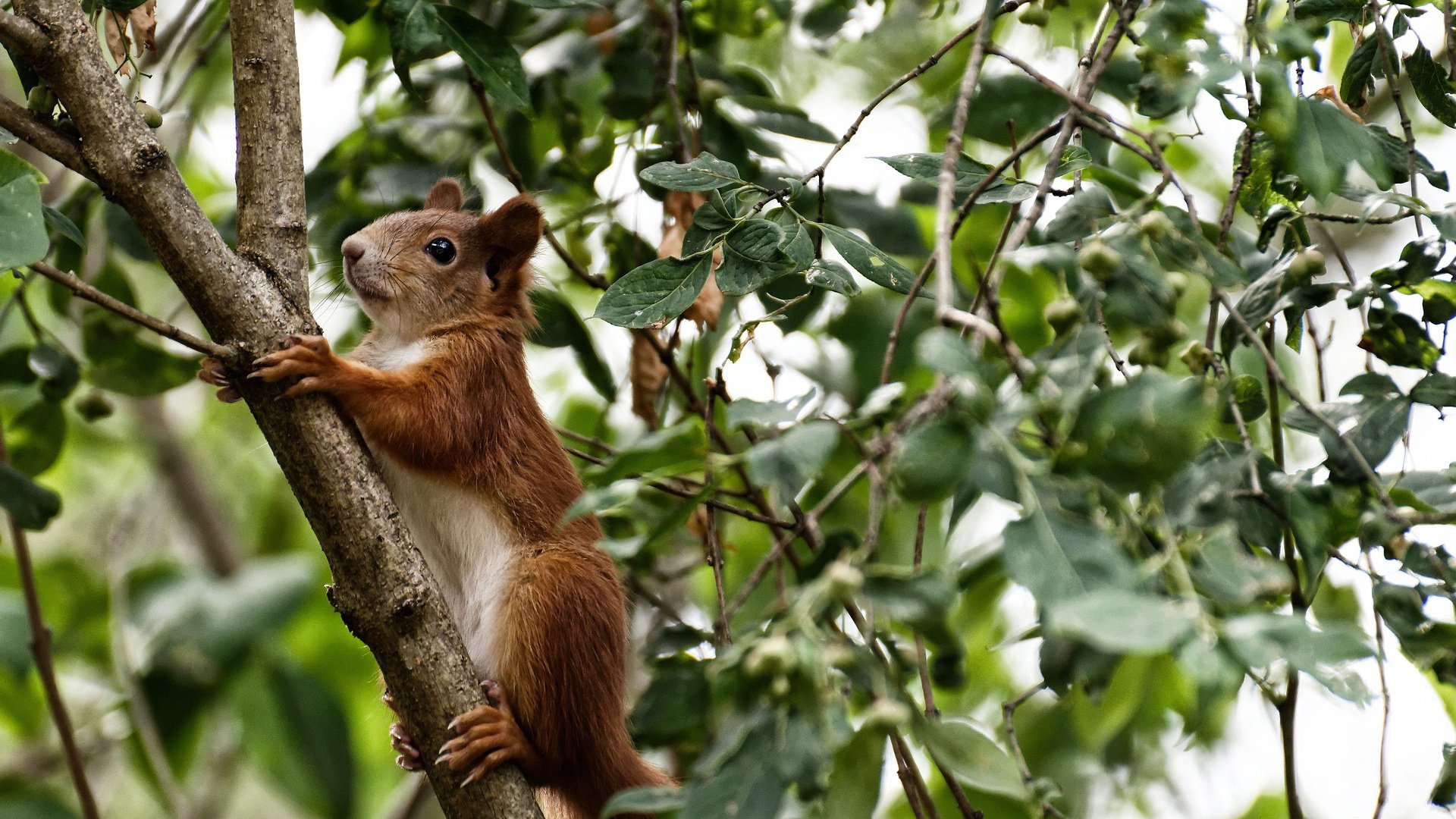避难所体育节：灾难中的坚持与希望
