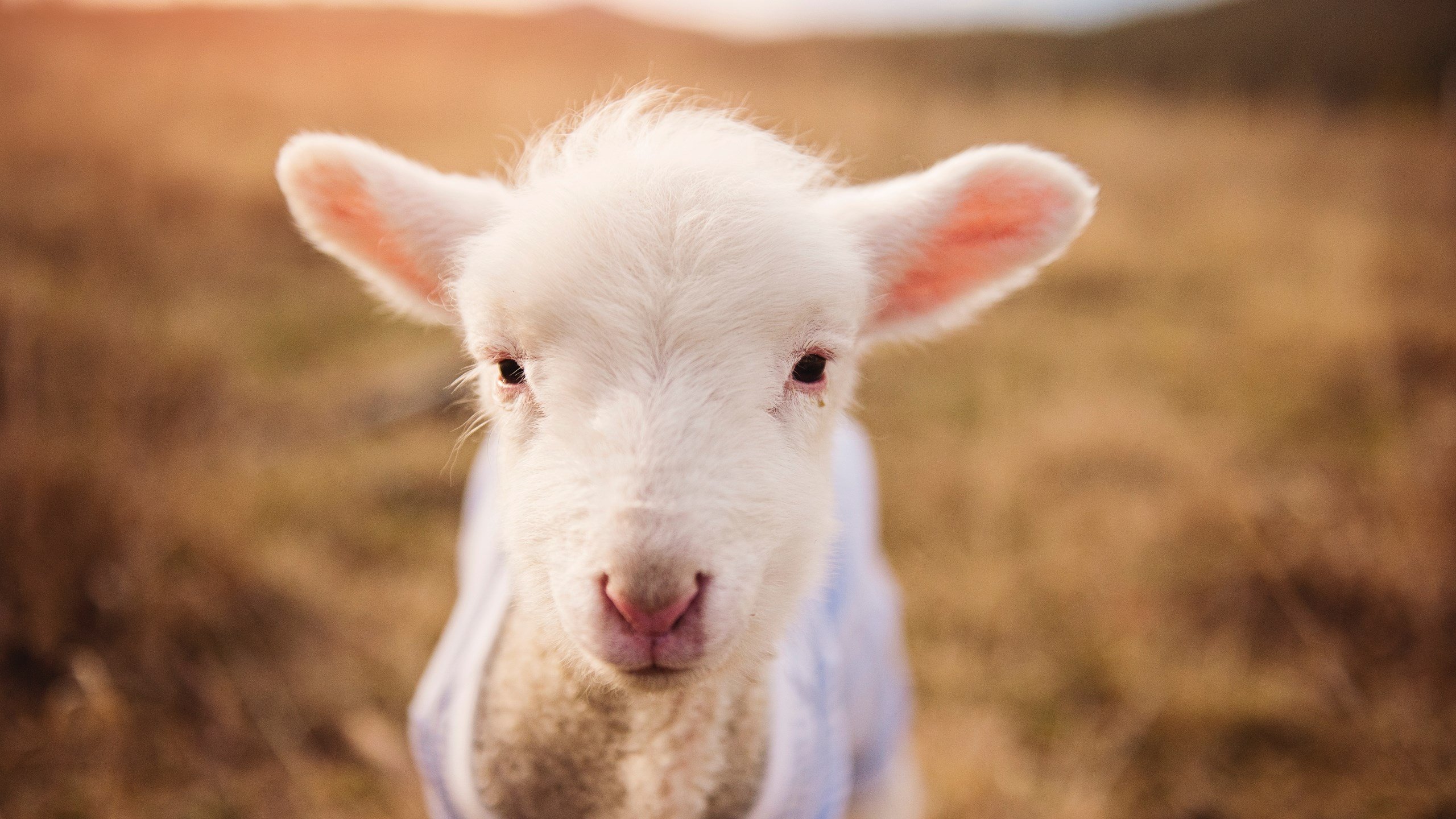 IG举办职业电竞选手压力调适工作坊,电竞选手压力大吗