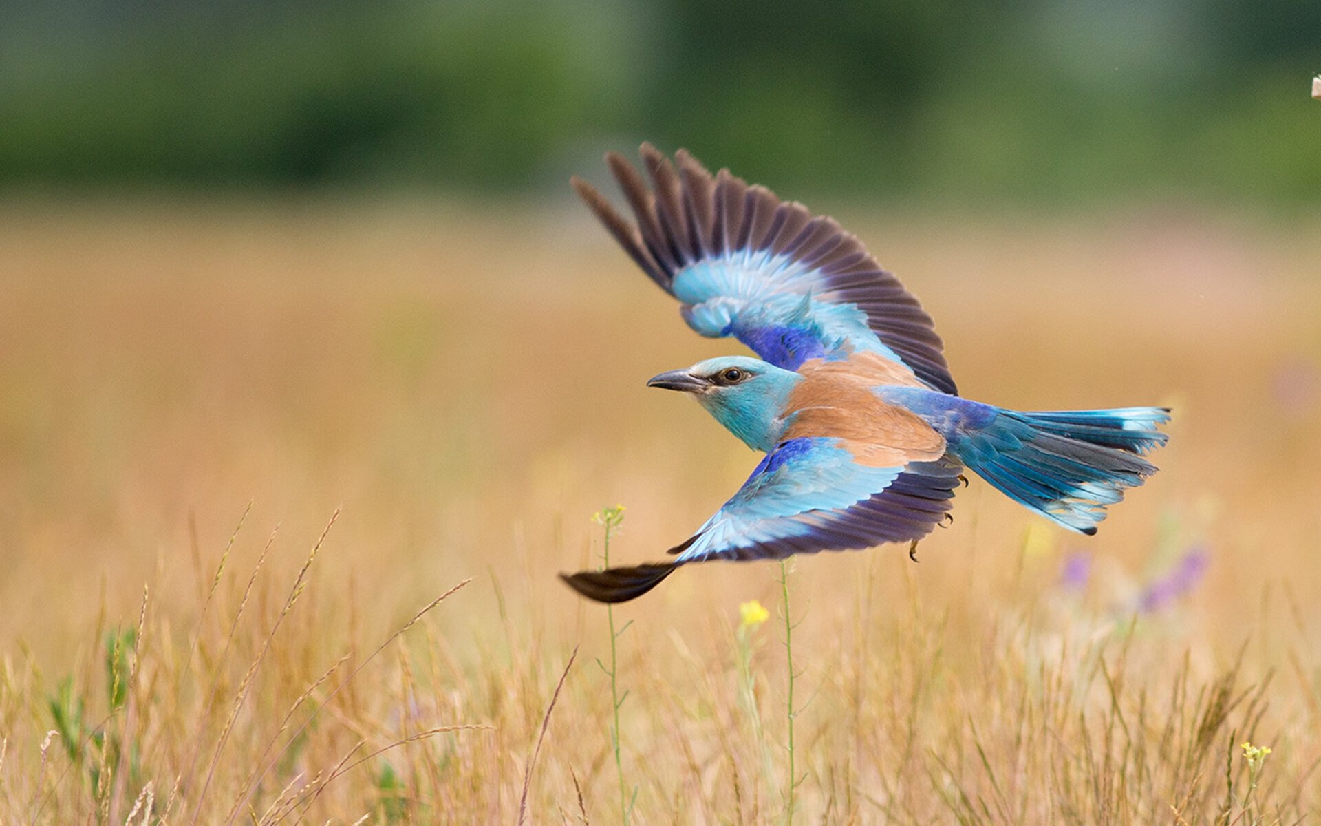 五大联赛是否应联合推动国际裁判新标准，五大联赛相互比赛吗