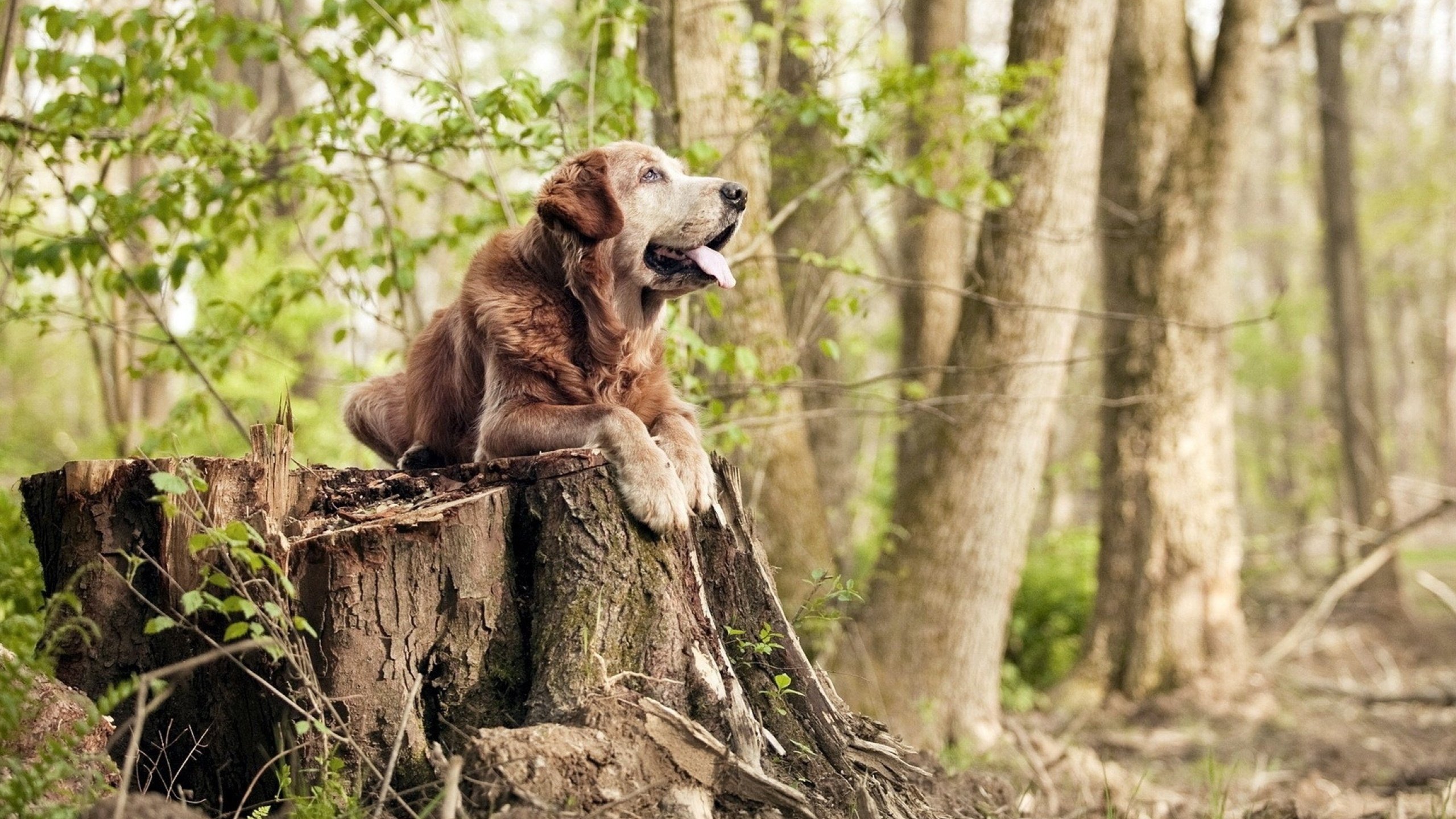 国际赛事火热进行,豪门球队展开激烈对抗,豪门球队排名
