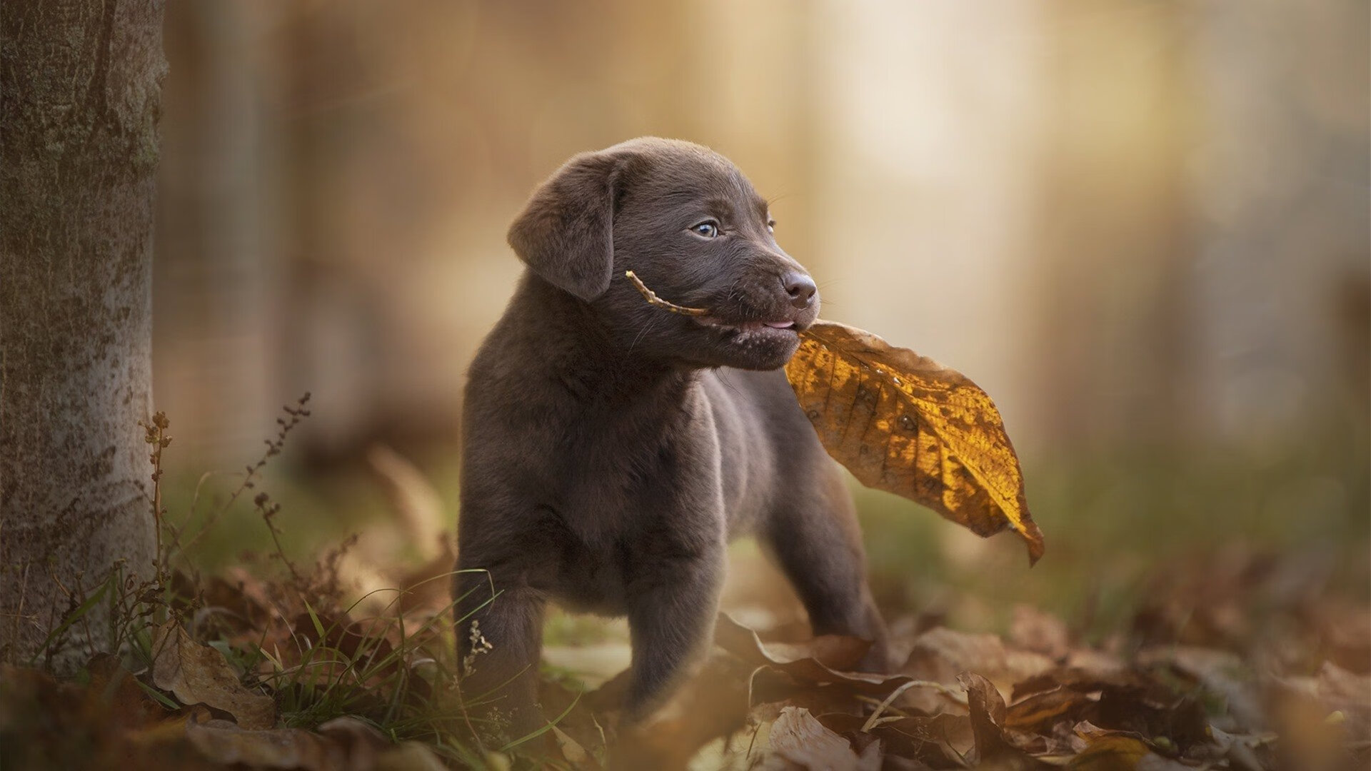 kaiyun官方网站-巴西女足在奥运会小组赛中与西班牙队激战，巴西女足 奥运会