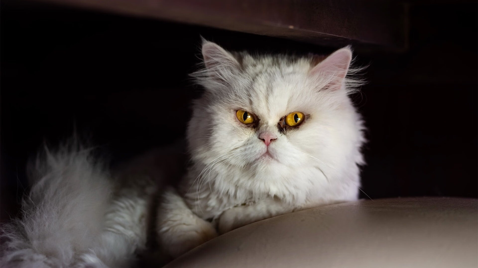 开云入口-摩洛哥队在巴黎奥运会上展示了高水平的比赛状态，摩洛哥申办奥运会