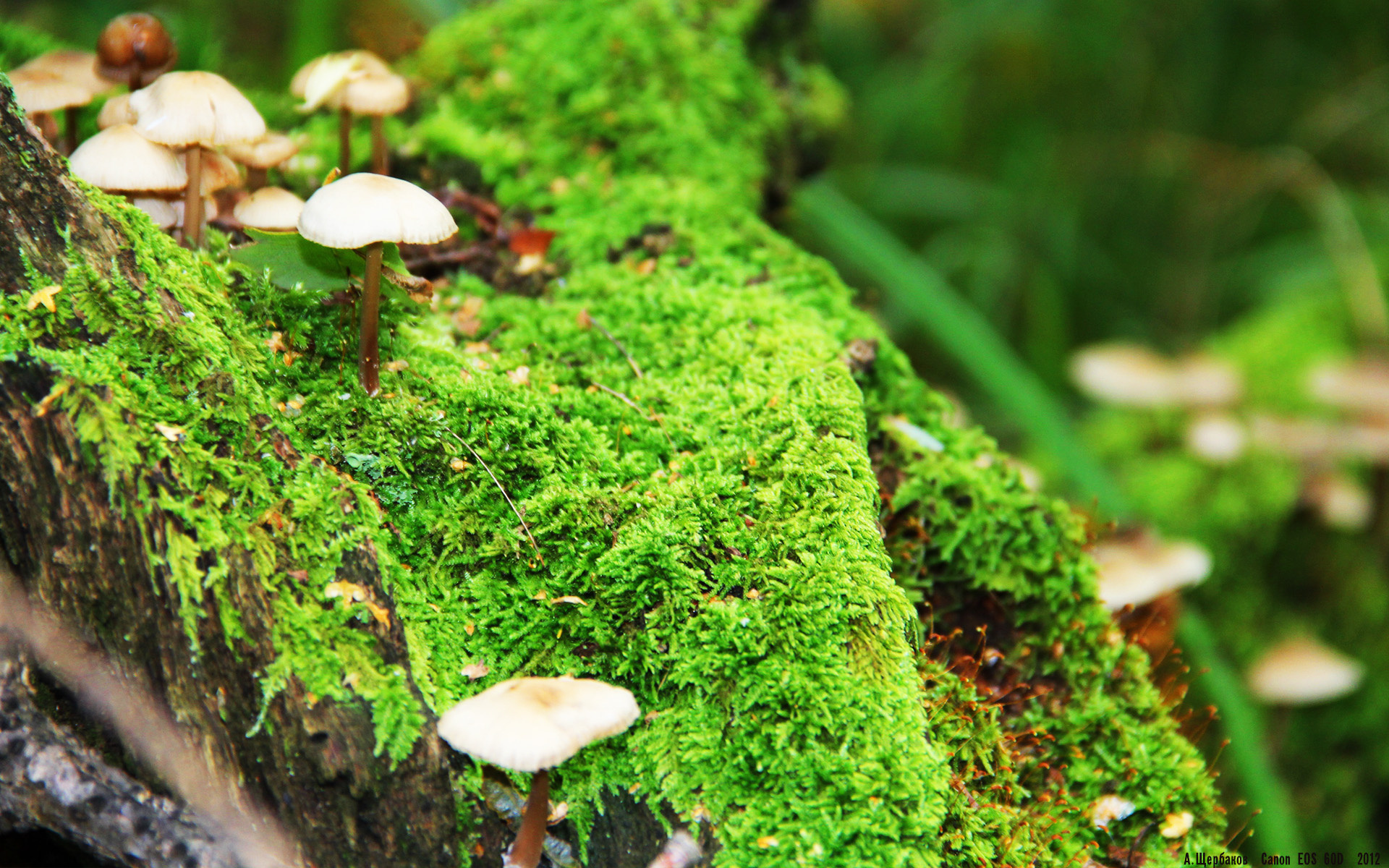 榜首对决,巴黎圣日耳曼力克里尔,巴黎圣日耳曼和里尔历史战绩