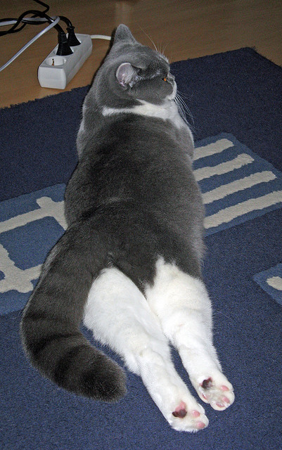 重庆斯威客场击败河南建业,中超冲劲足,重庆斯威阵容