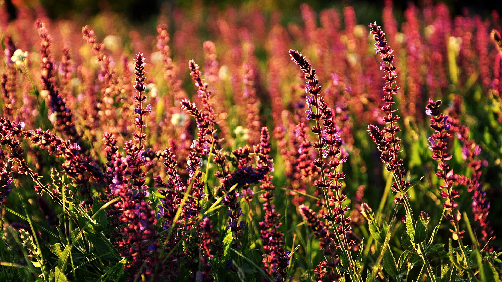 阿尔勒主场击败对手,德甲坚守前十位置,阿尔梅勒城对乌德勒支青年队