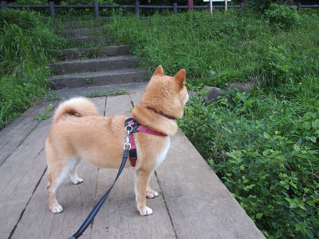 中国篮球青少年篮球推广模式创新及实践经验总结,篮球运动推广活动方案