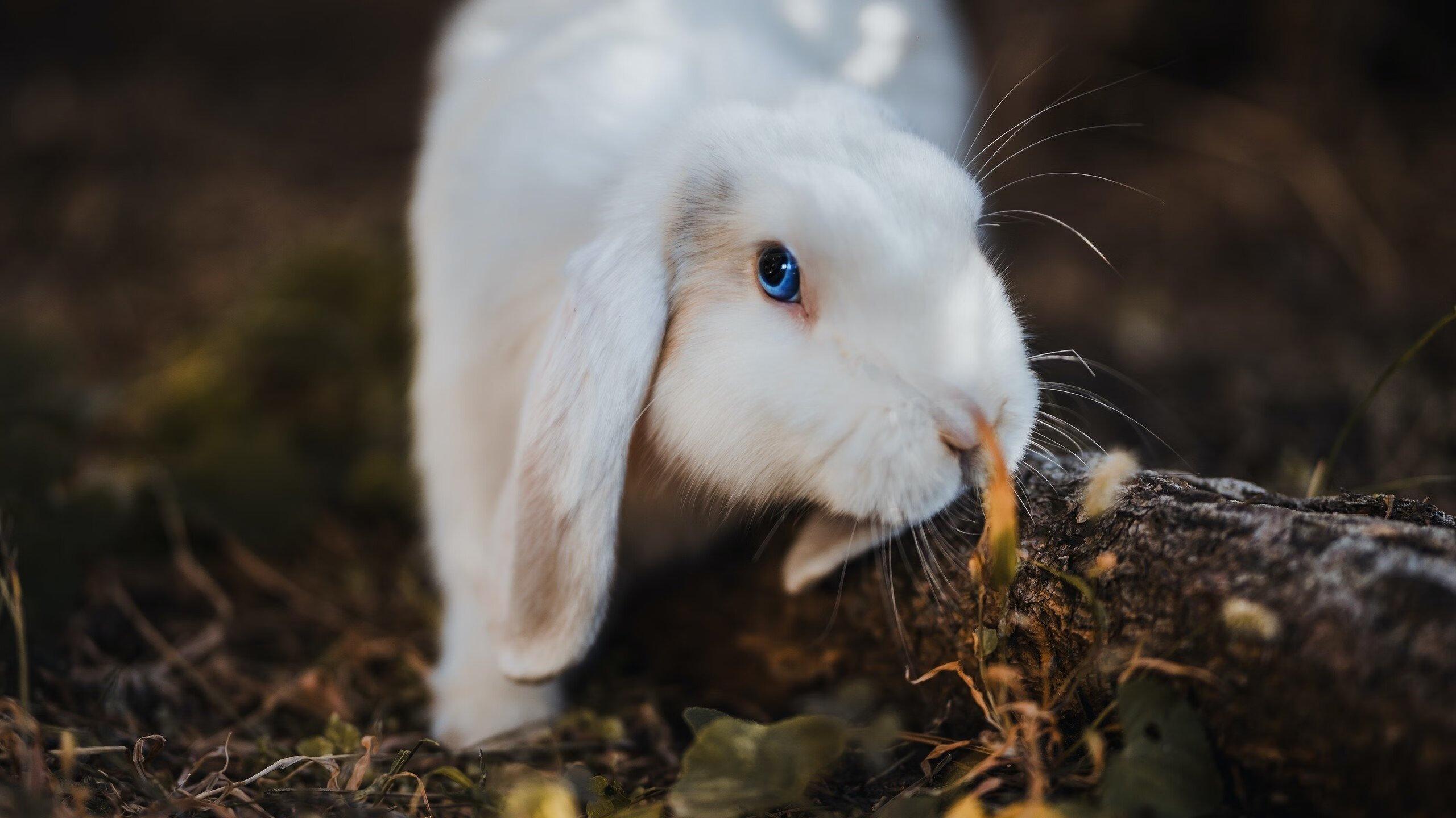 意甲球队利用体能衰减预测模型优化阵容轮换周期,意甲体育