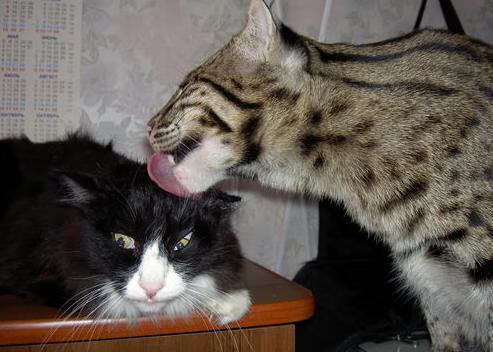 篮球专项体能训练周期化设计与实施研究,篮球专项体能训练方案