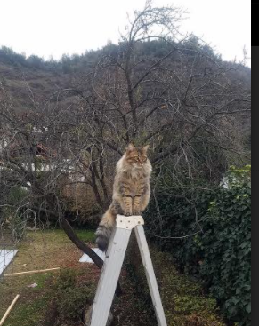 西甲球队融合眼动追踪技术提升球员传球意识分布