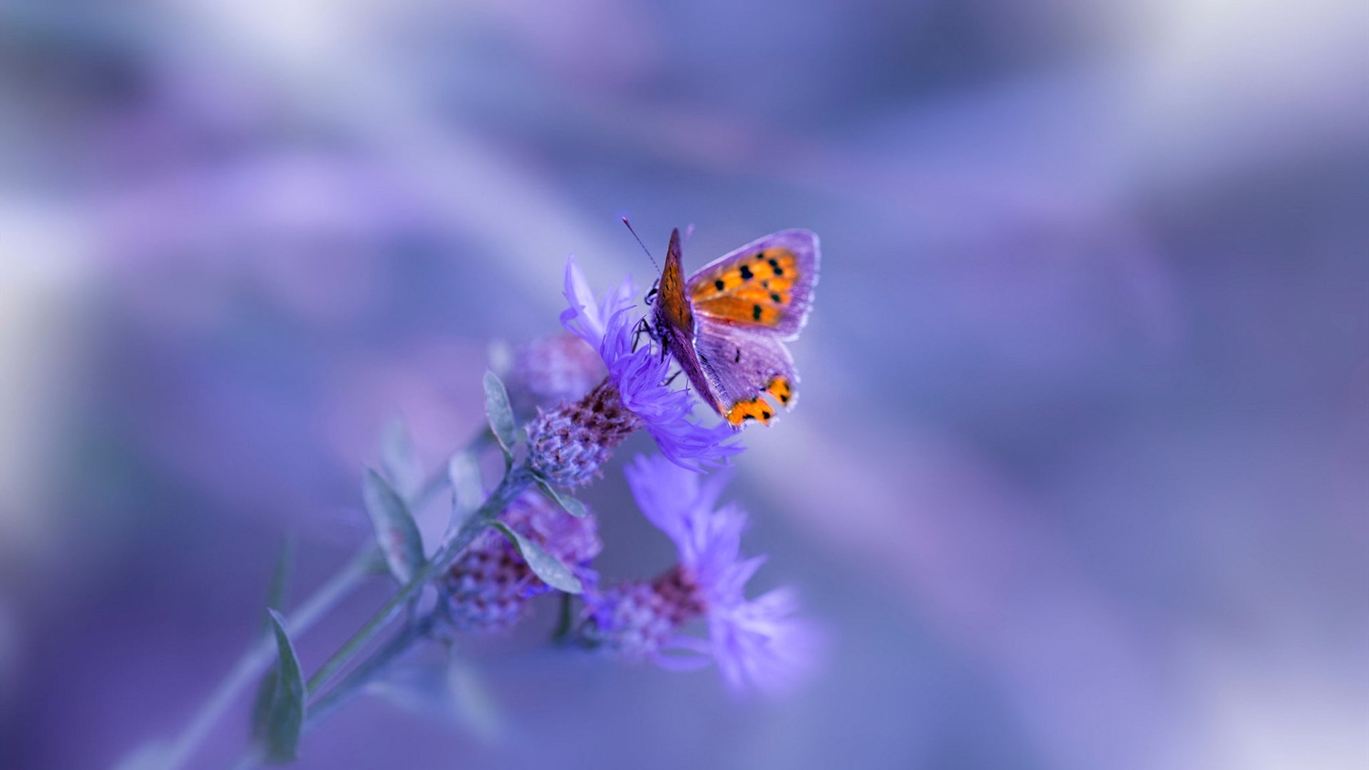 开云网页版登录入口-“香港牛仔3K亲子跑：亲子跑步狂欢时刻”