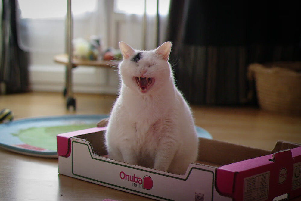 东亚杯中国青年队惨败 球迷呼吁基础训练,中国队东亚杯冠军