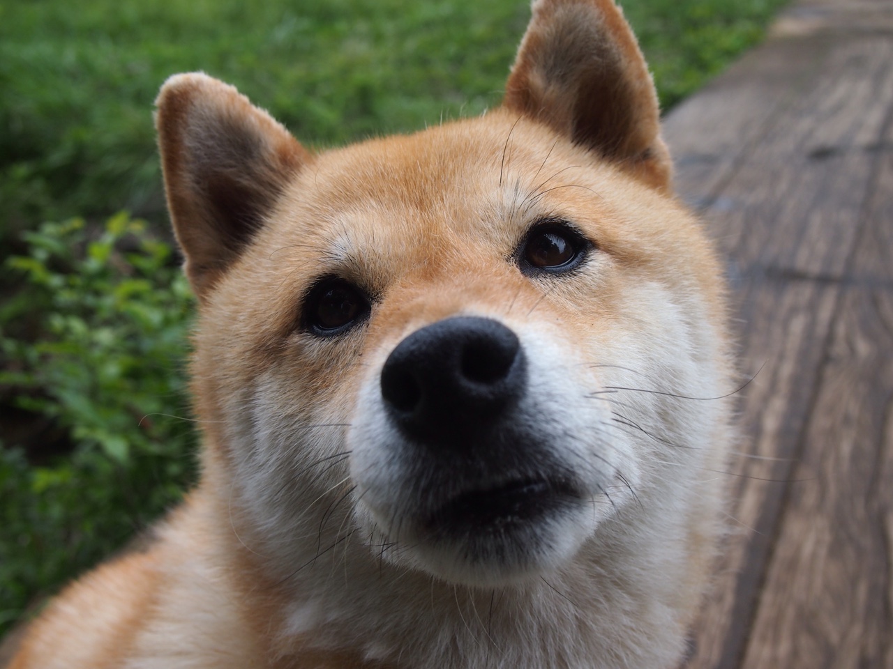 开云官网APP下载-中国选手包揽亚洲击剑锦标赛女子花剑前三，击剑全国冠军女