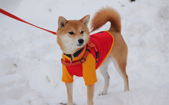 中超联赛中国女足夺冠 球迷兴奋不已,中超女足联赛赛程