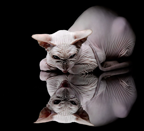 体育新闻中心发布体育内容原创度评估智能工具,原创体育sports