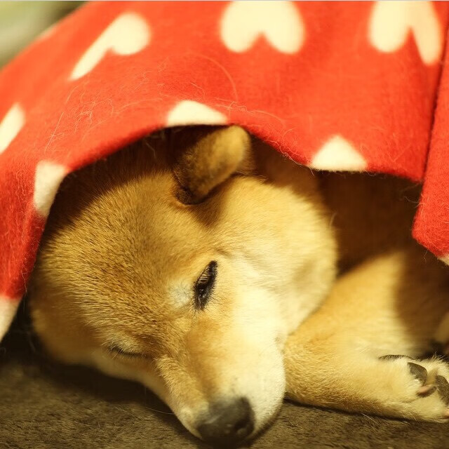 德甲的最新裁判技术引入,德甲锦集