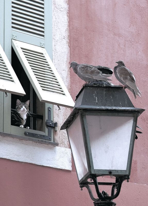 意甲闪耀时刻:持续高效的精彩表现,意甲榜首时不时来看看群