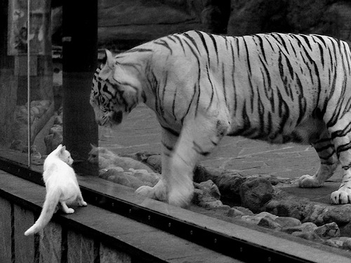 kaiyun.com-格鲁吉亚女篮在欧洲锦标赛中连续突破，跃向新高度，格鲁吉亚杯篮球