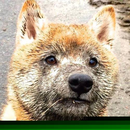 KAIYUN 中国大陆-隆戈：凭借惊人的力量和速度，成为全黑队的超级边锋，隆戈斯干红葡萄酒价格